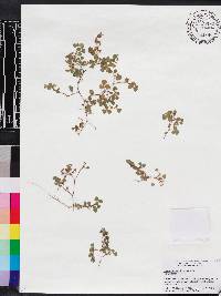 Desmodium triflorum image