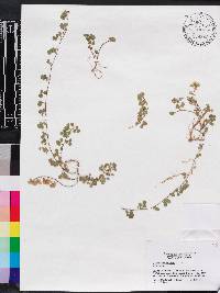 Desmodium triflorum image