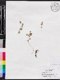 Desmodium triflorum image