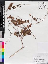 Galactia elliottii image