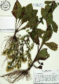 Solidago villosicarpa image