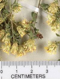 Solidago villosicarpa image