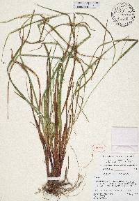 Carex planispicata image