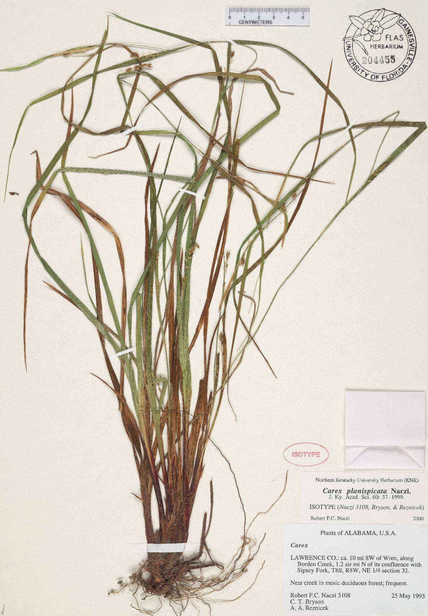 Carex planispicata image