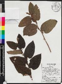 Trema micrantha image