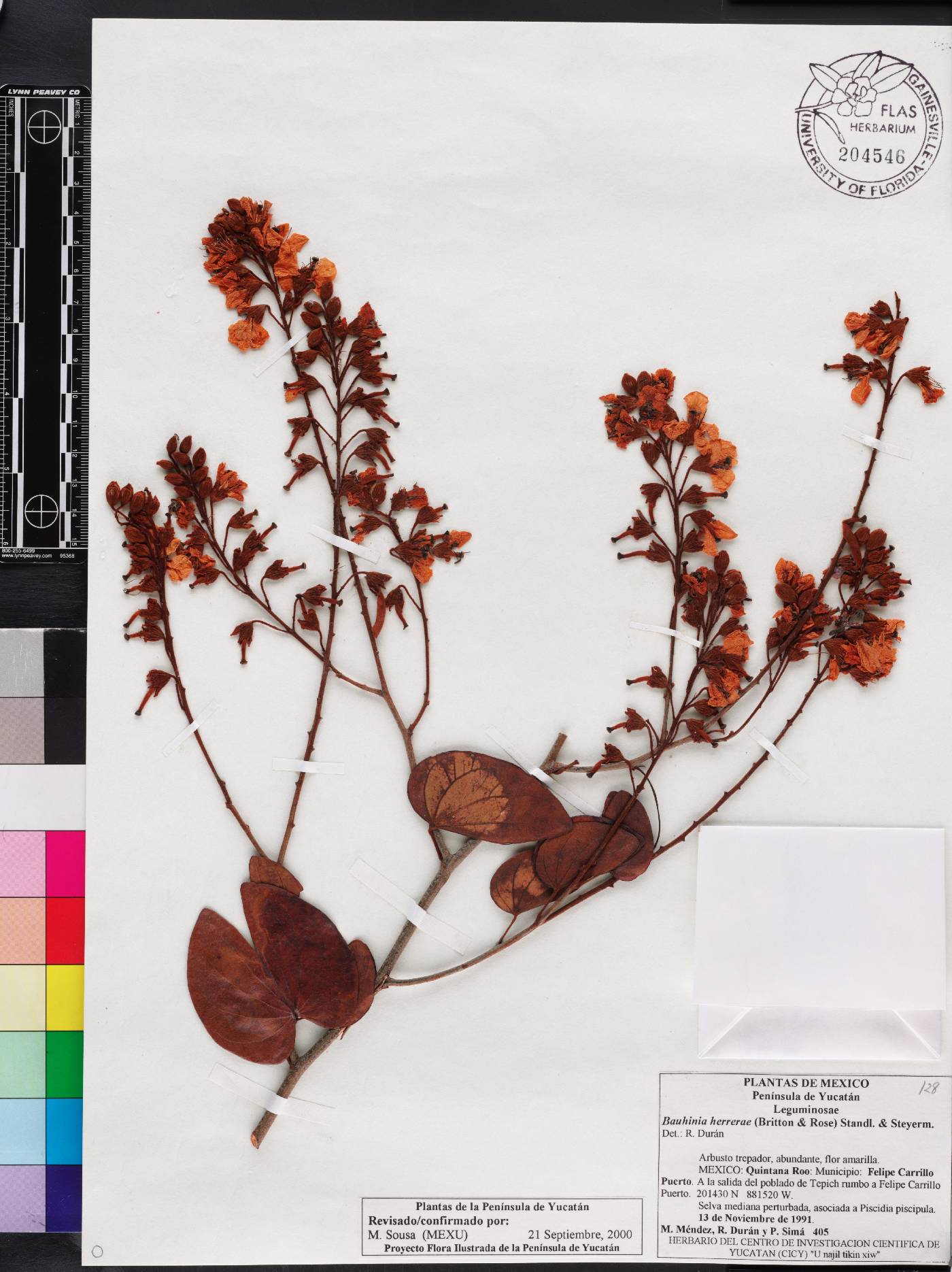 Bauhinia herrerae image