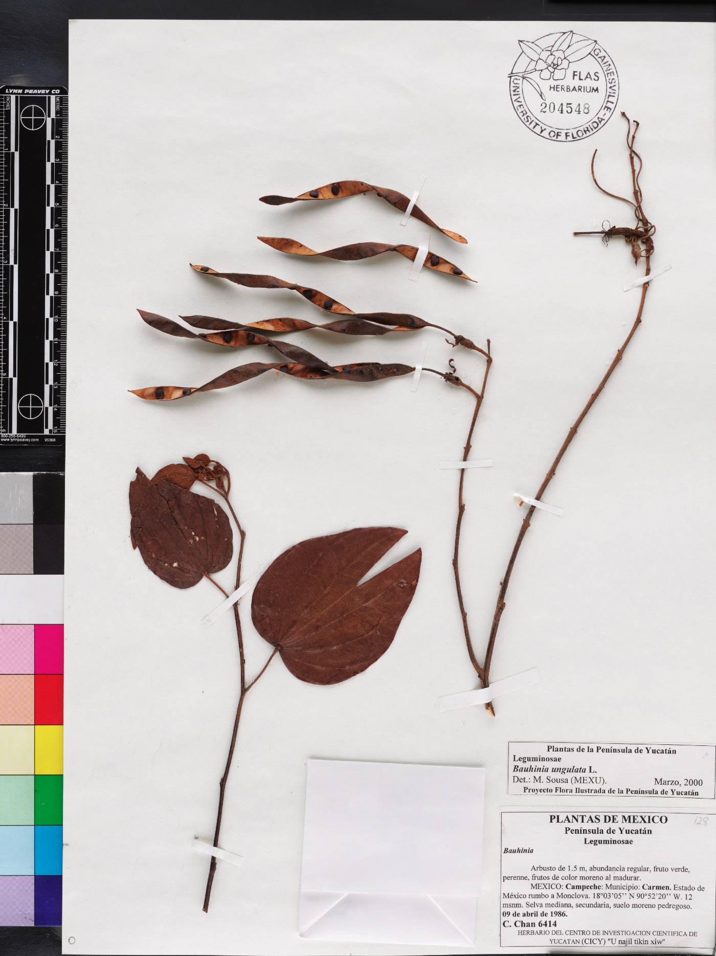 Bauhinia ungulata image