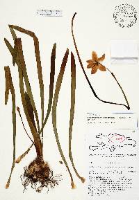 Image of Zephyranthes ciceroana