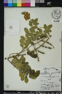 Sophora tomentosa image