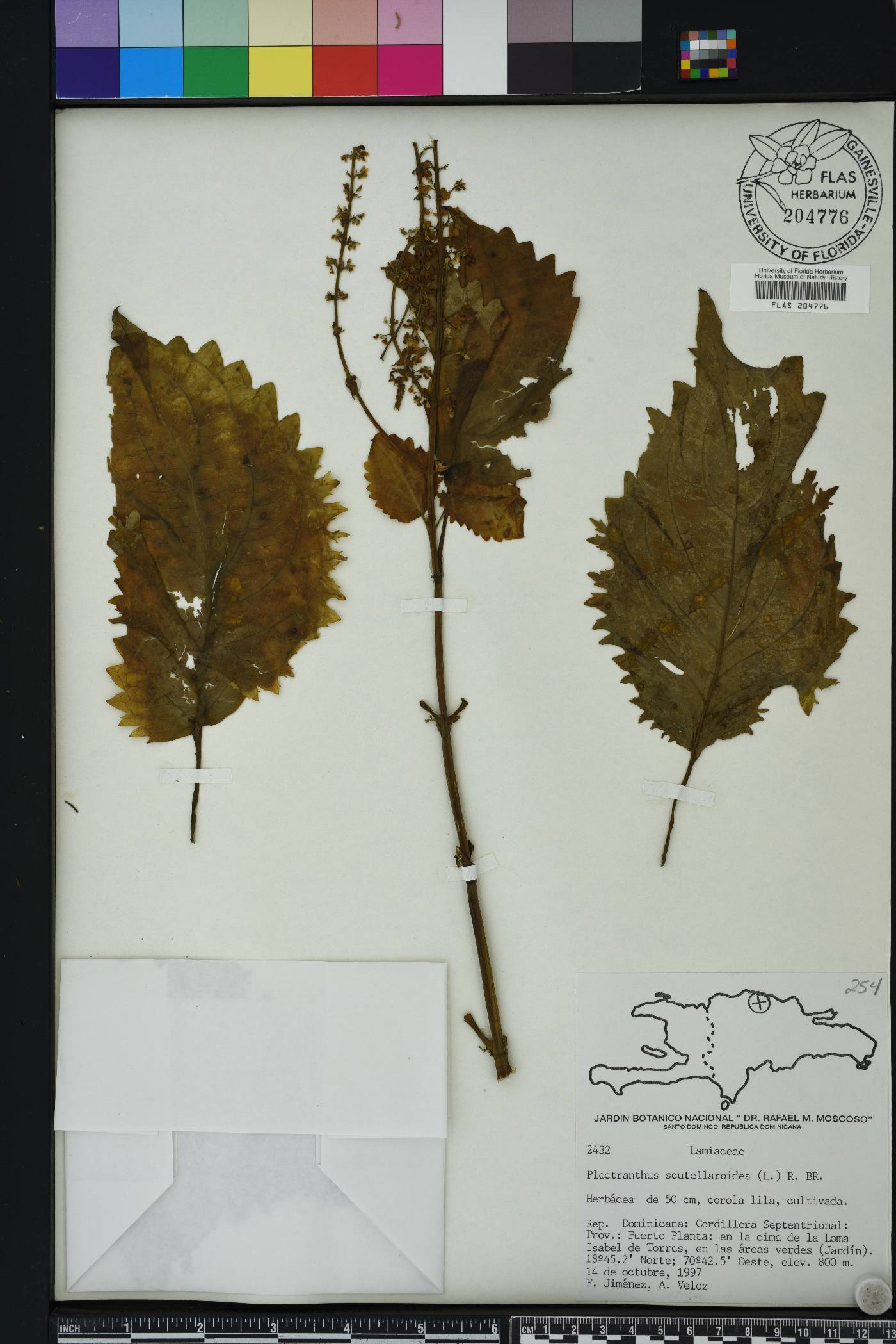 Solenostemon scutellarioides image
