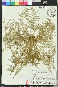 Pteridium aquilinum var. caudatum image