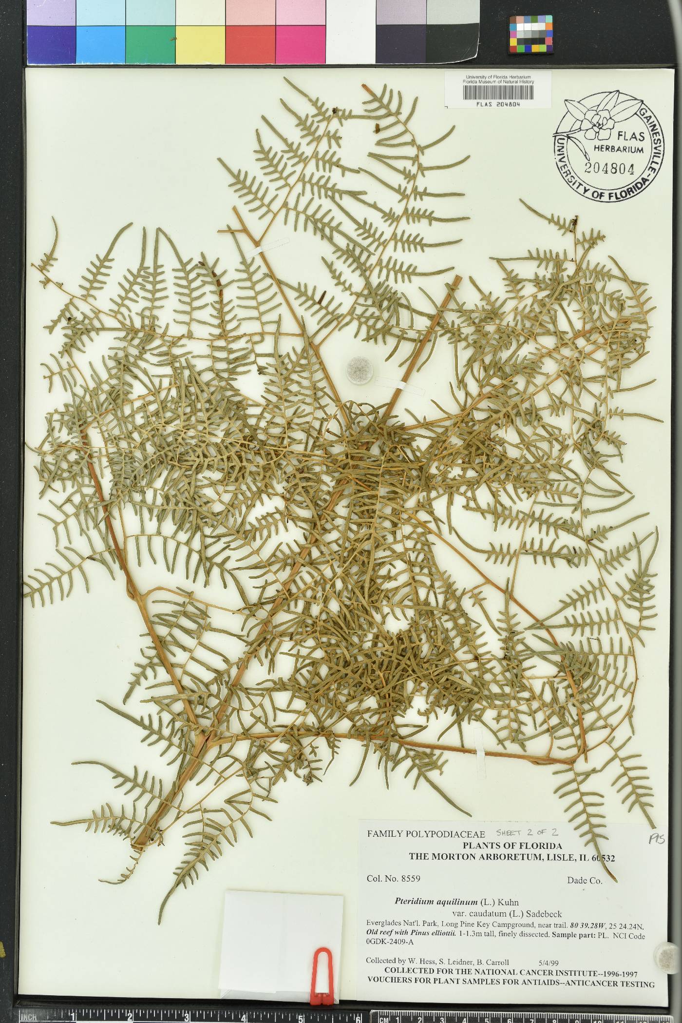 Pteridium aquilinum var. caudatum image