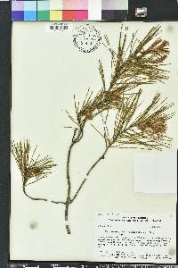 Pinus clausa image