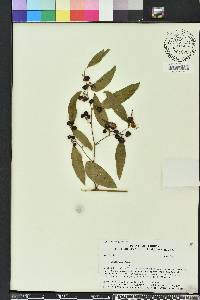 Smilax laurifolia image