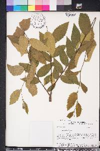 Ulmus alata image