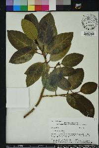 Ficus aurea image