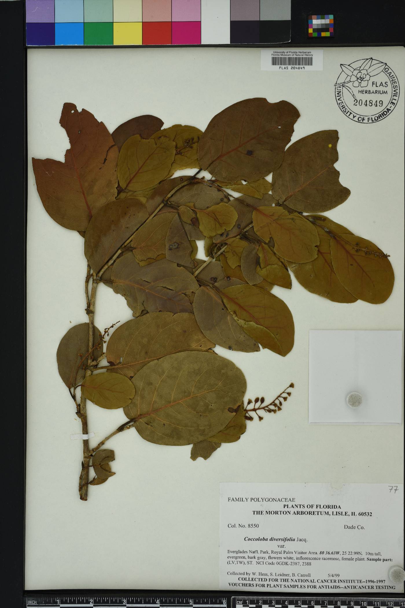 Coccoloba diversifolia image