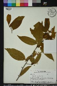 Damburneya coriacea image