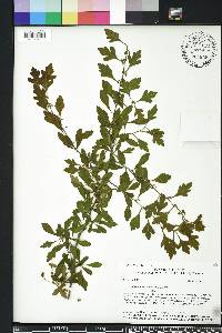 Crataegus spathulata image