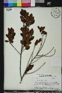 Ilex coriacea image