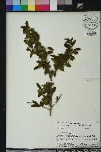 Ilex vomitoria image