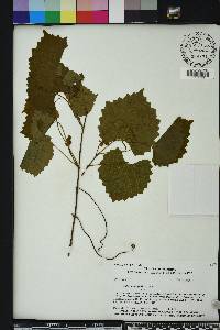 Vitis rotundifolia image
