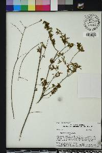 Hypericum galioides image