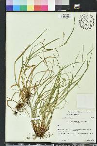 Carex planispicata image