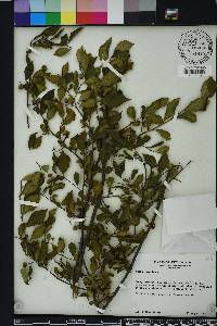 Styrax americanus image