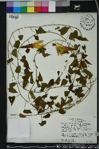 Ipomoea pandurata image