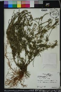 Glandularia aristigera image