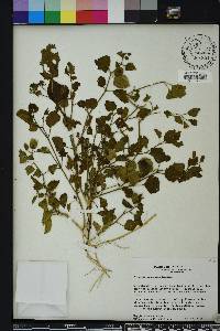 Physalis arenicola image