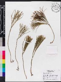 Psilotum nudum image