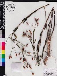 Rhexia alifanus image