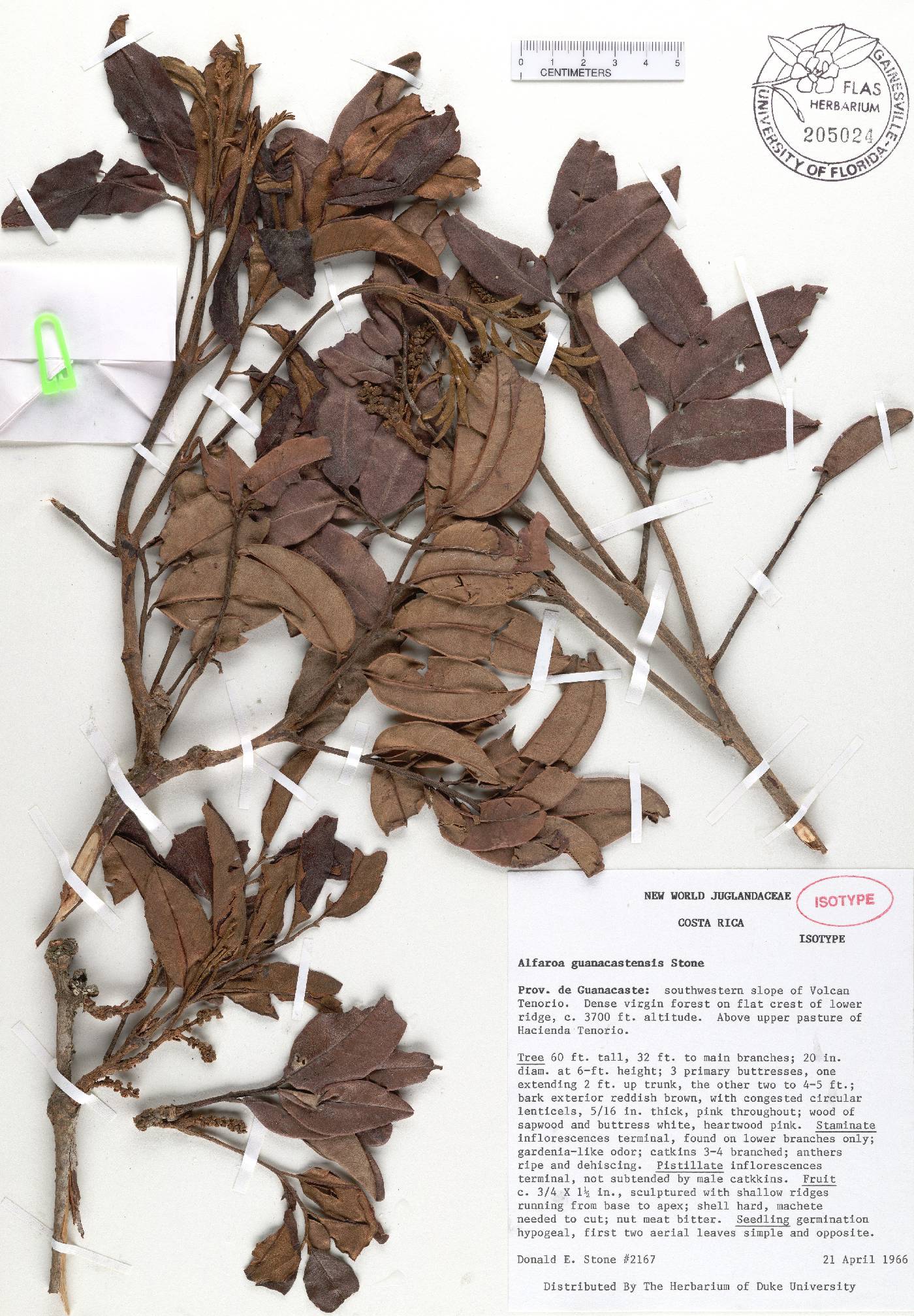 Alfaroa guanacastensis image