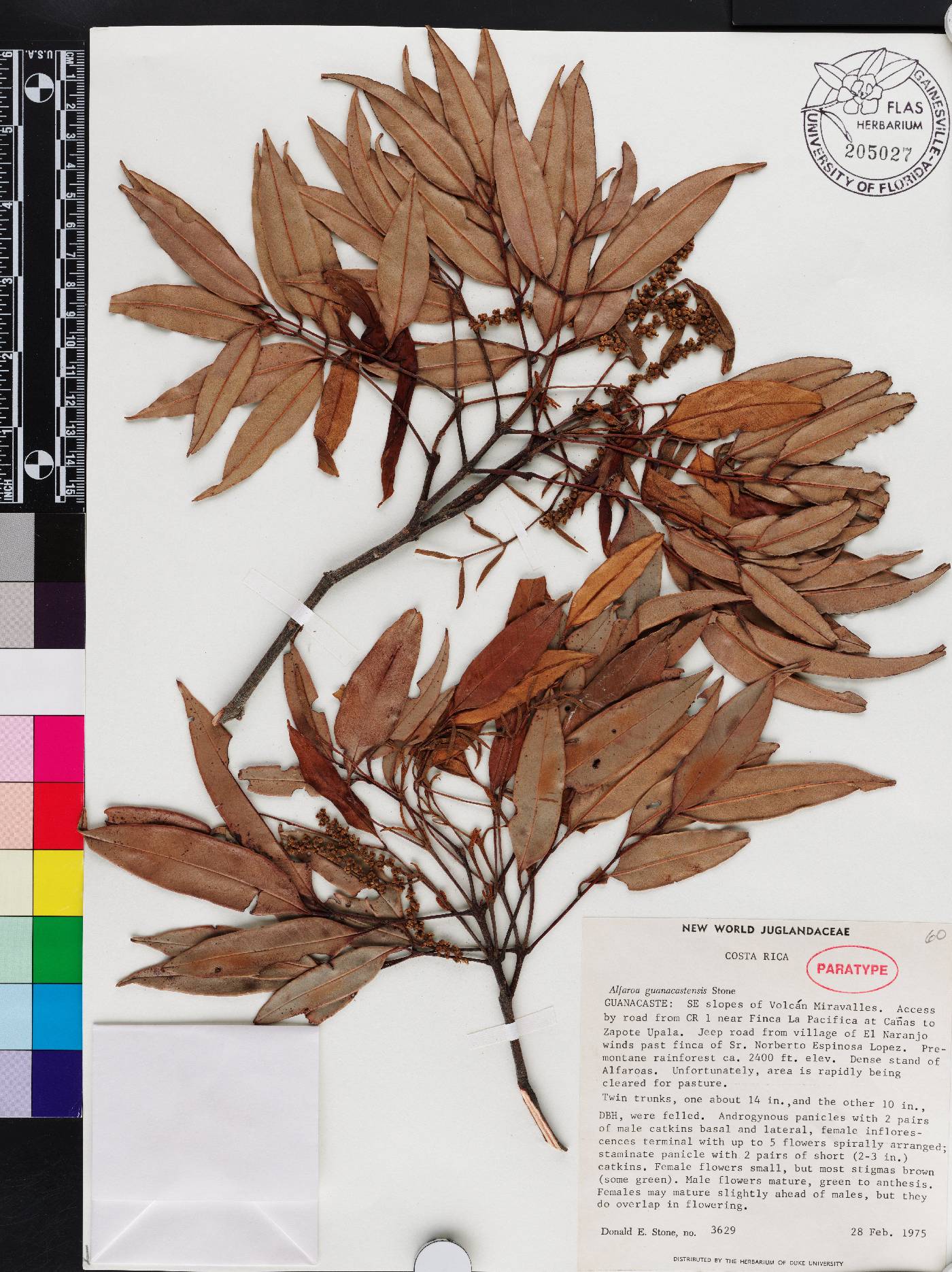 Alfaroa guanacastensis image