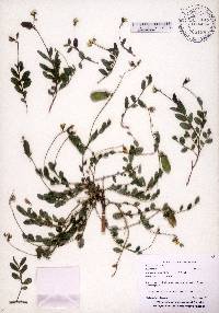 Crotalaria rotundifolia image