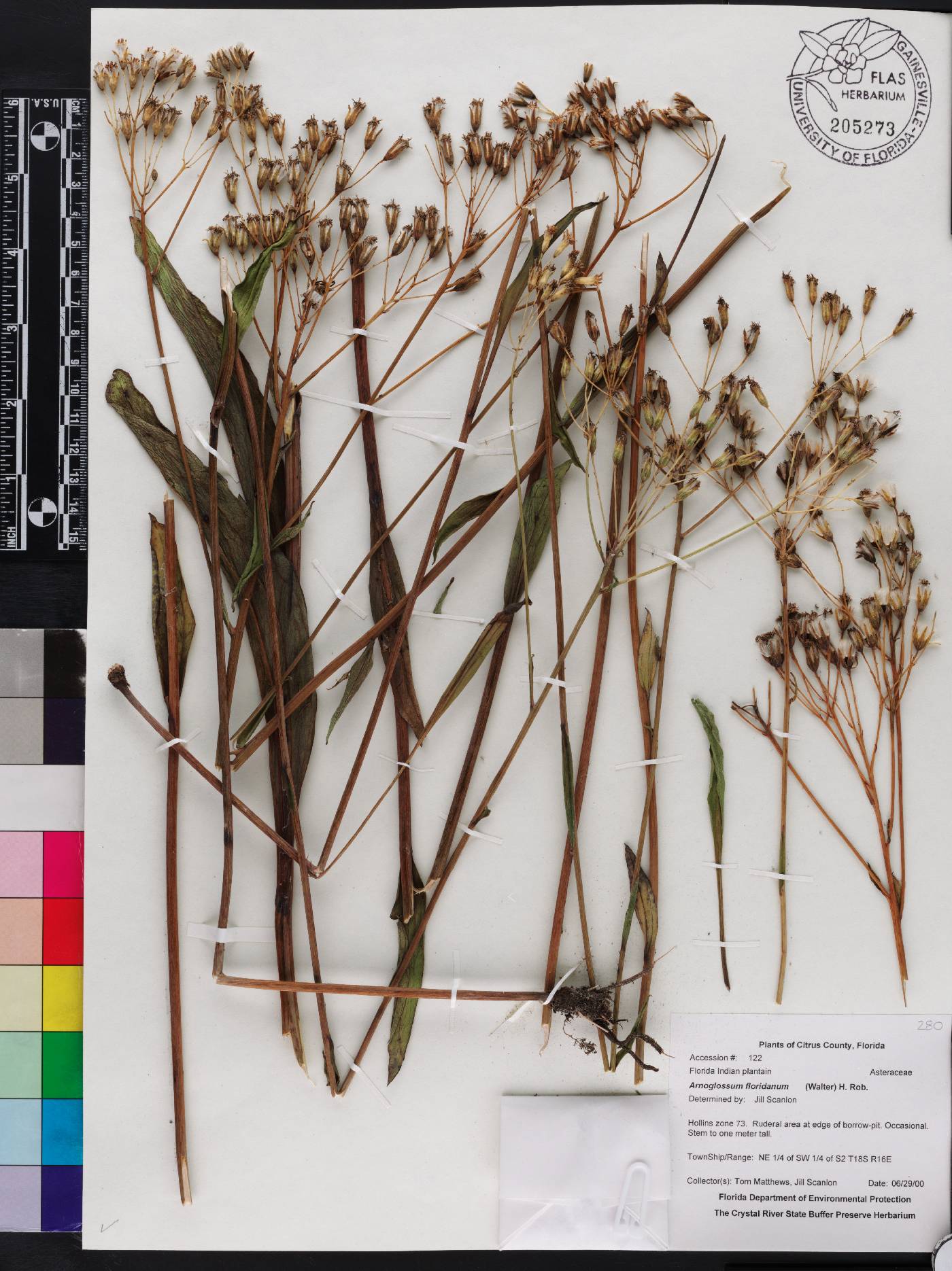 Arnoglossum floridanum image