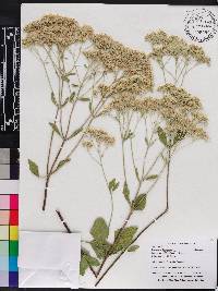 Eupatorium mikanioides image