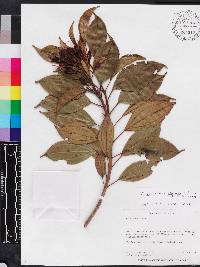 Miconia coccinea image