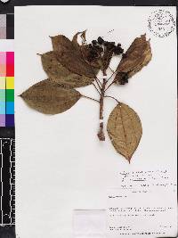 Miconia dominicensis image