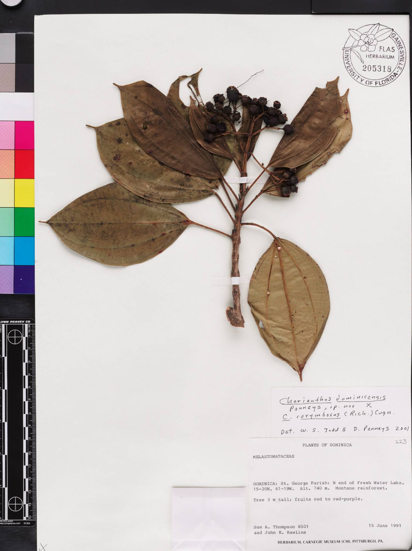 Miconia dominicensis image