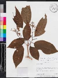 Miconia cooperi image