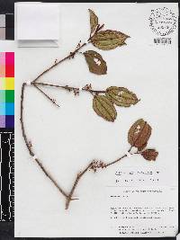 Miconia hirticaulis image