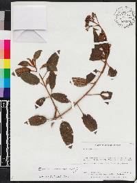 Miconia ferruginea image