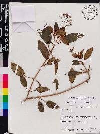 Miconia ferruginea image