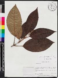 Miconia furfuracea image