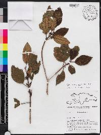 Miconia hirticaulis image