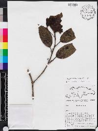 Miconia hirticaulis image