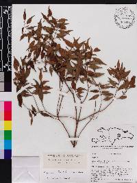 Miconia miguelfuertesii image